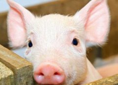 瘦肉精檢測儀如何杜絕豬肉“瘦肉精”問題？